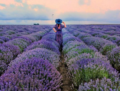Ana-in-Lavender-Field,-Bulgaria