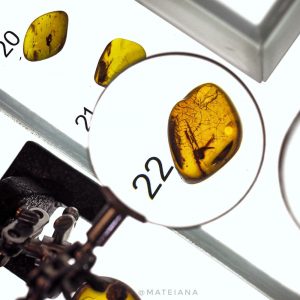 Insect-Amber-Inclusion---Amber-Museum-Gdansk