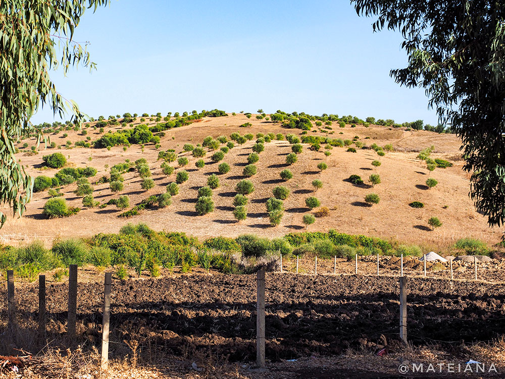 Olive-Trees-on-the-road-to-Chefchaouen