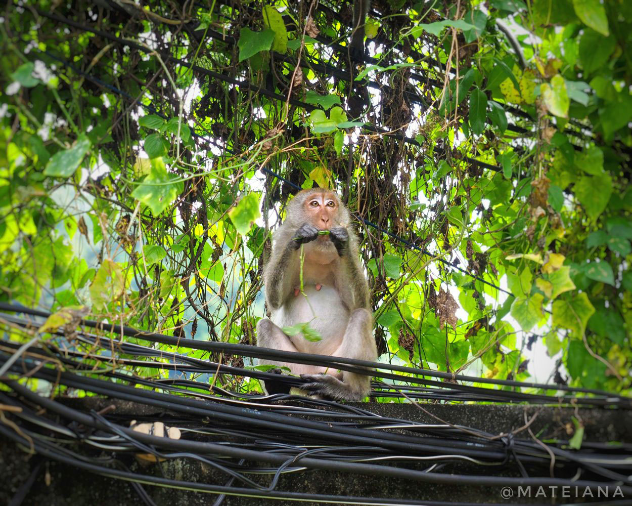 Crab-Eating-Macaque-on-East-Railay-Beach